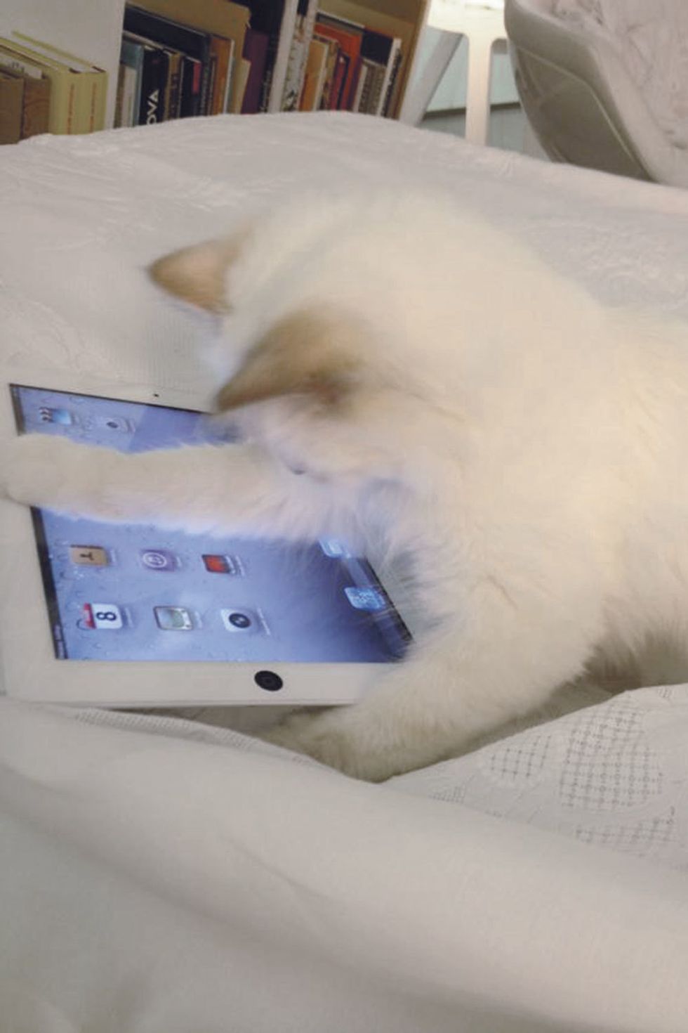 White, Felidae, Electronic device, Carnivore, Small to medium-sized cats, Technology, Display device, Bookcase, Cat, Shelf, 