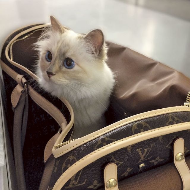 New Louis Vuitton cat-inspired collection launched for animal