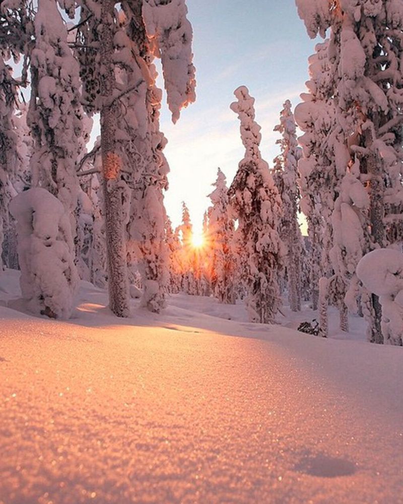 Winter, Branch, Freezing, Snow, Sunlight, Orange, Evening, Geological phenomenon, Biome, Morning, 