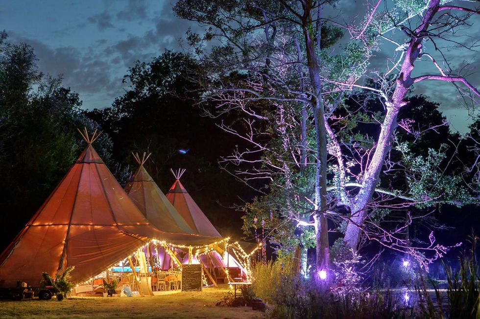 Tent, Branch, Tree, Purple, Woody plant, Light, Night, Midnight, Lavender, Camping, 