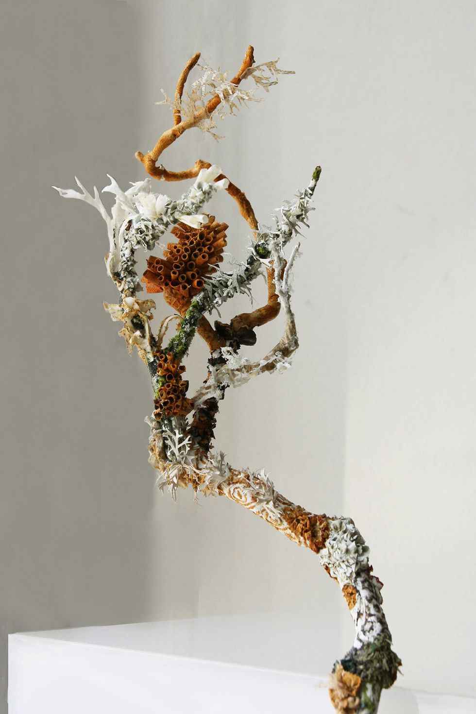 Untitled (Lichens)