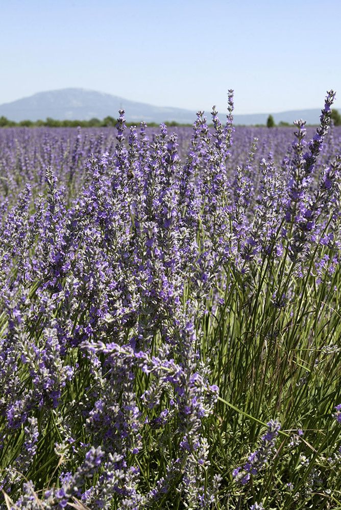 Purple, Plant community, Lavender, Wildflower, Agriculture, Lavender, Meadow, Subshrub, Field, Herbaceous plant, 