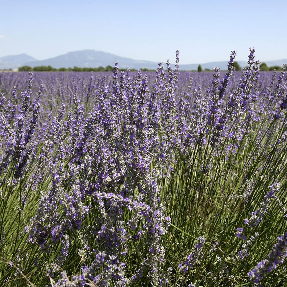 Purple, Plant community, Lavender, Wildflower, Agriculture, Lavender, Meadow, Subshrub, Field, Herbaceous plant, 