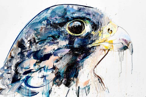 Beak, Bird, Vertebrate, Accipitridae, Accipitriformes, Falconiformes, Art, Bird of prey, Osprey, Paint, 