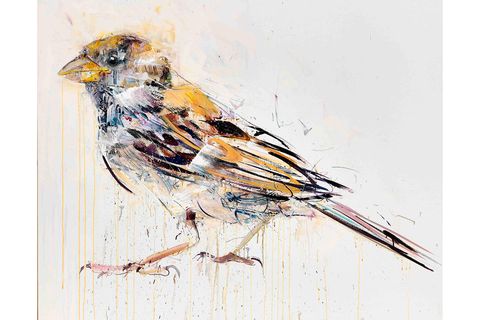 Bird, Feather, Beak, Art, Paint, Art paint, Watercolor paint, Artwork, Terrestrial animal, Painting, 
