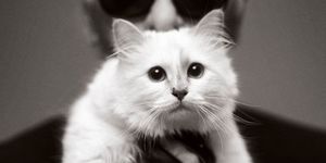 Whiskers, Vertebrate, Carnivore, Cat, Small to medium-sized cats, Monochrome photography, Felidae, Style, Snout, Black-and-white, 