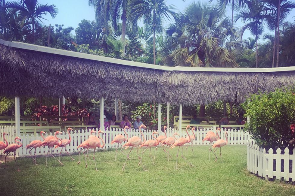 flamingos at nassau, bahamas