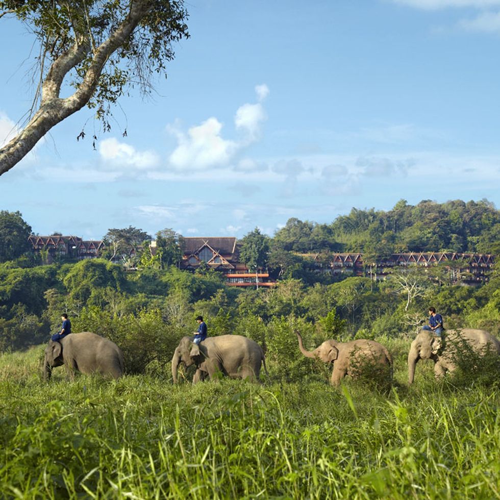 Elephants at Anantara Golden Triangle Elephant Camp & Resort