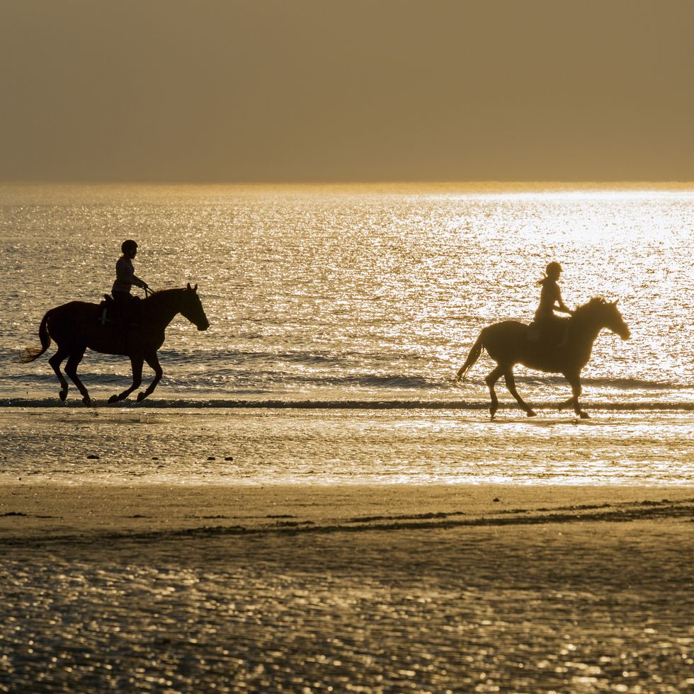 Horses on the beach in Deauville