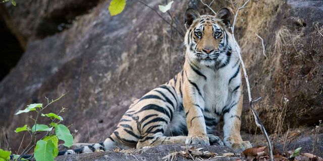 Vegetation, Nature, Tiger, Organism, Bengal tiger, Natural environment, Leaf, Felidae, Siberian tiger, Carnivore, 