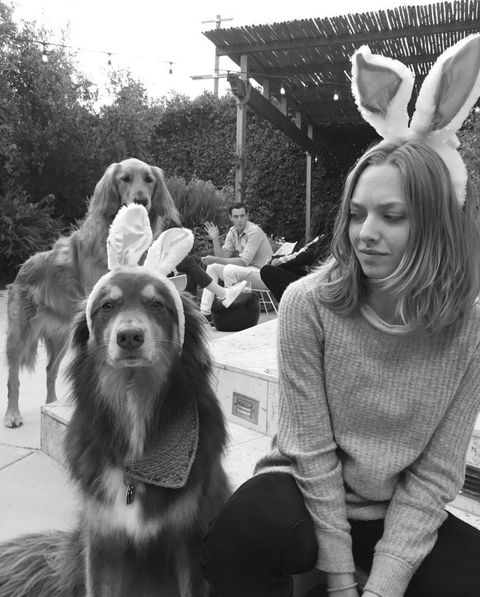 <p>A rescue dog adopted in 2009, Amanda Seyfried's Australian Shepherd is always by her side, whether they're grabbing tea or paddle-boarding on vacation. Follow him <a href="https://www.instagram.com/finnsite/?hl=en" target="_blank">@finnsite</a>, where he has 16.3k fans. </p>