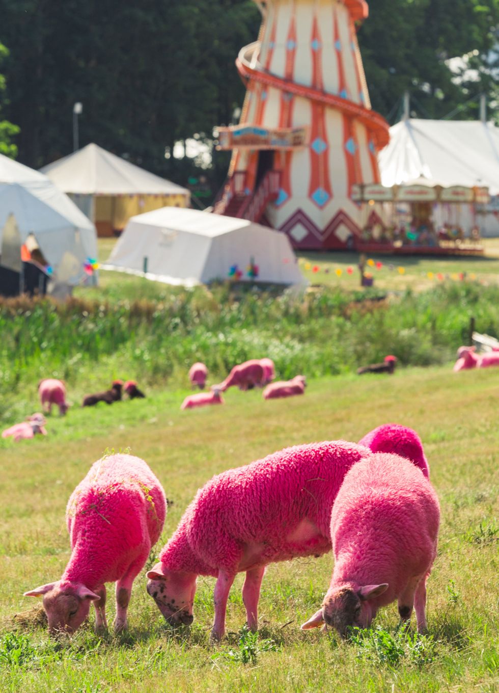 Grass, Grazing, Tent, Magenta, Pink, Pasture, Sheep, Sheep, Grassland, Rural area, 