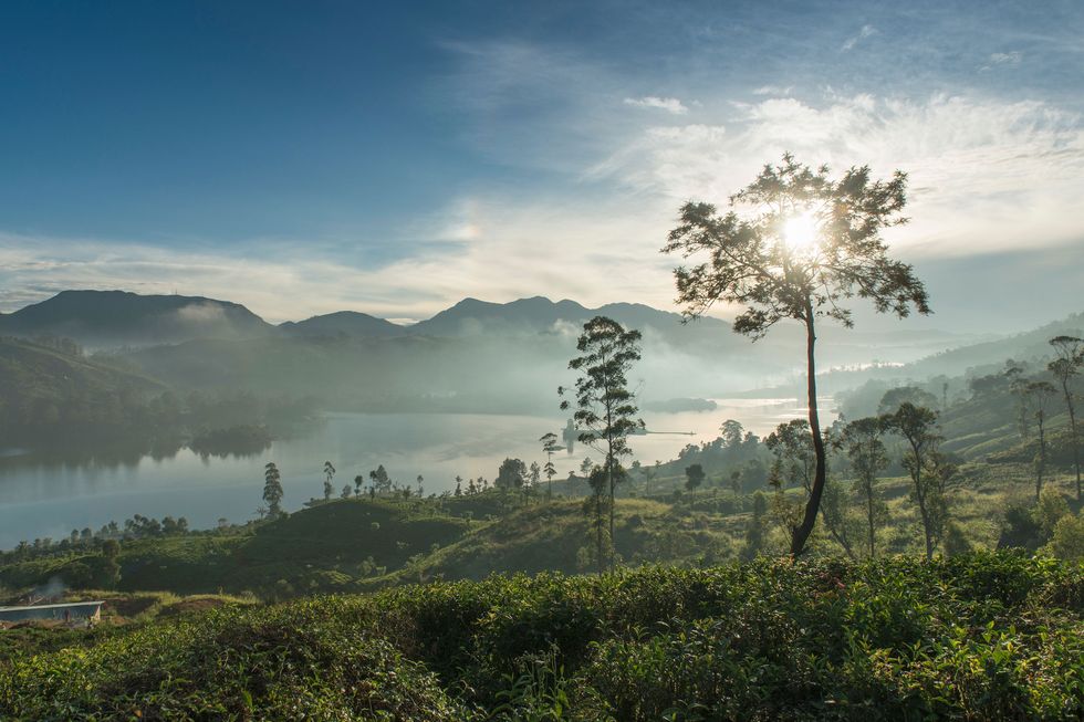 Ceylon Tea Trails in Sri Lanka