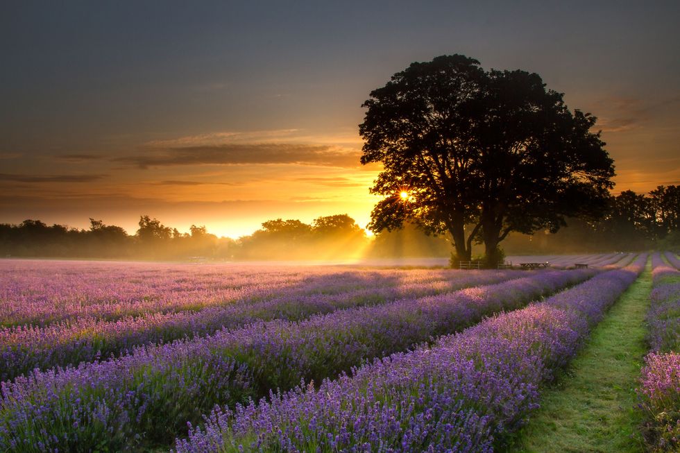 Floris fragrance - lavender field