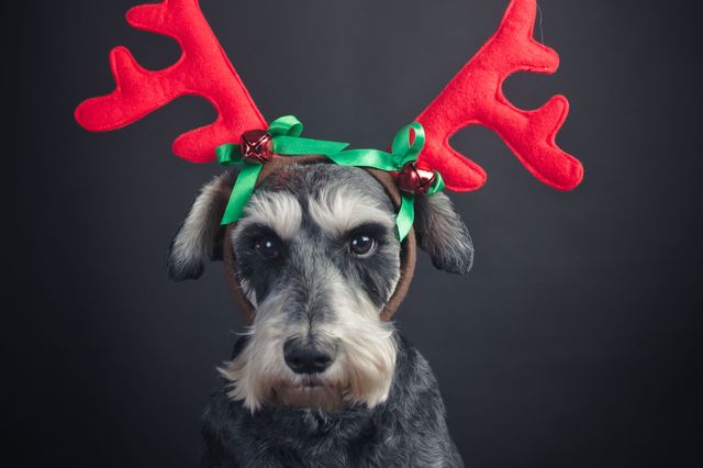 The best Christmas Gifts for pets
