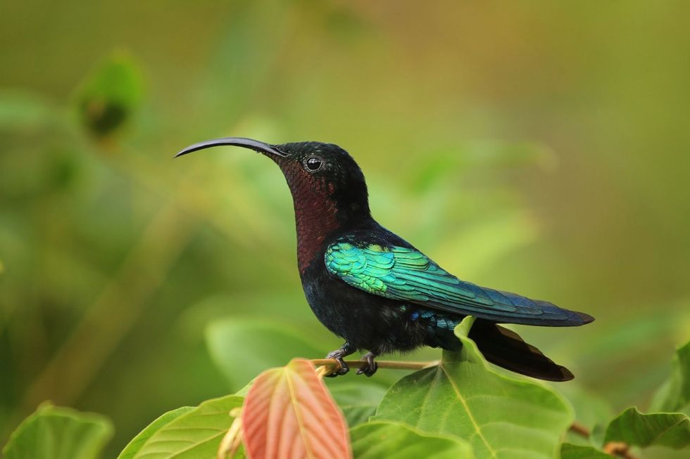 Tropical bird in Dominica