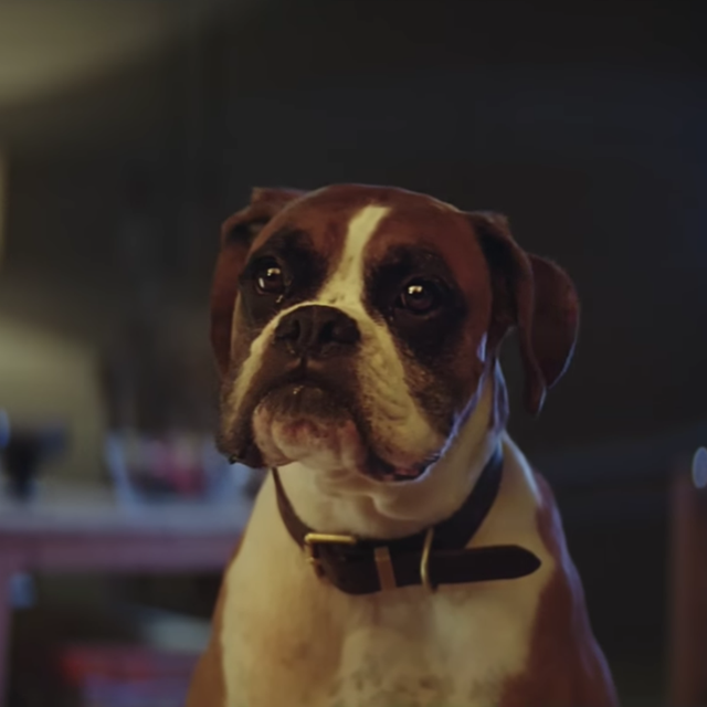 The John Lewis Christmas advert 2016 - Buster the Boxer