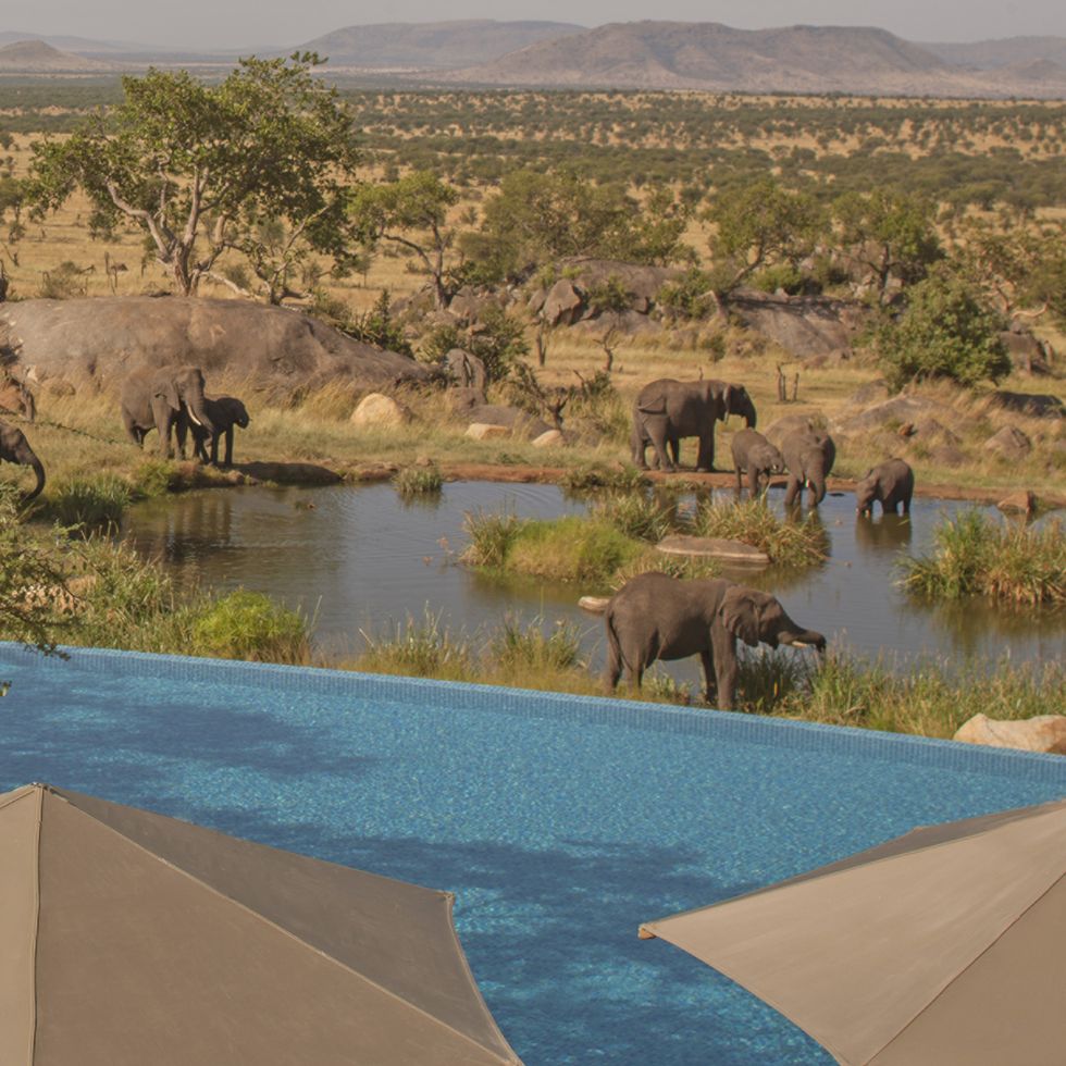 The pool at Four Seasons Safari Lodge in Tanzania