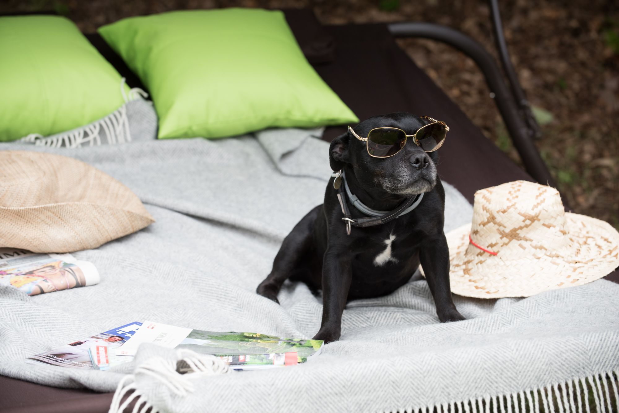 Luxury mini-breaks where your dogs are the guest of honour