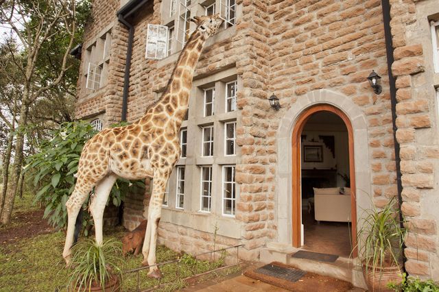 Giraffe, Brown, Giraffidae, Window, Property, Wall, Facade, Real estate, Brick, Door, 