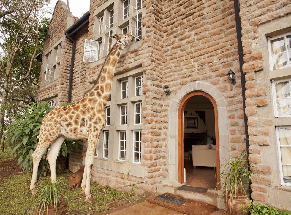 <p><span>This magical boutique hotel was built in the 1930s on the forested outskirts of Nairobi.&nbsp;</span><span>The Rothschild giraffes – which have been carefully nurtured and bred by the manor in order to reintroduce them to the wild – are known for sticking their heads through the windows at meal times, or joining&nbsp;</span><span>guests for afternoon tea on the terrace as the sun sets behind the Ngong Hills. Ten individually&nbsp;</span><span>styled rooms have elegant furnishings, art deco features and four-poster beds.</span></p><p><i data-redactor-tag="i">From about £430 a room a night (<a href="http://www.thesafaricollection.com" target="_blank" data-tracking-id="recirc-text-link">thesafaricollection.com</a>).</i></p>