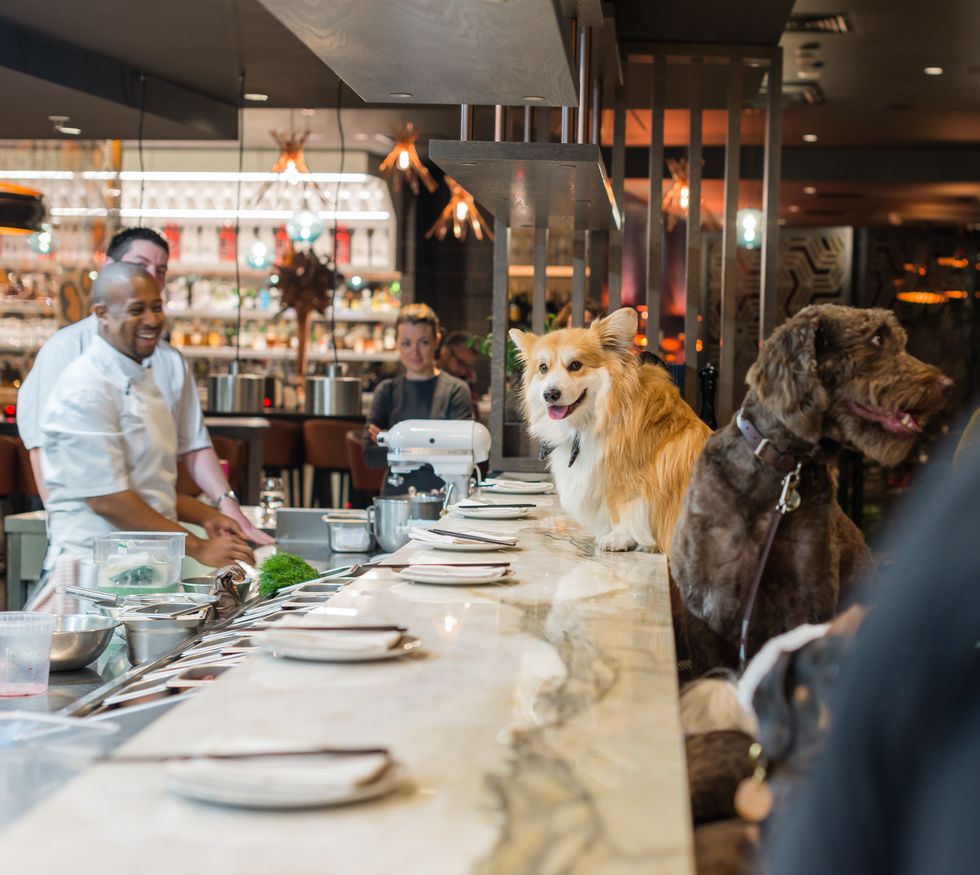 Dog, Canidae, Restaurant, Companion dog, Sporting Group, Meal, Customer, Table, Dinner, Lunch, 
