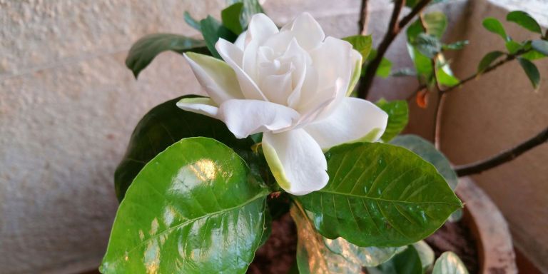 Flower, Flowering plant, White, Plant, Petal, Leaf, Gardenia, Botany, Magnolia, Jasmine, 