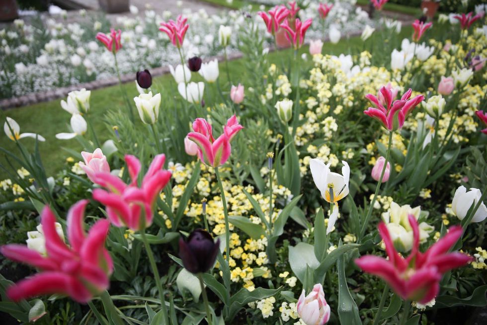 Flower, Flowering plant, Plant, Petal, Tulip, Spring, Botany, Botanical garden, Garden, lady tulip, 