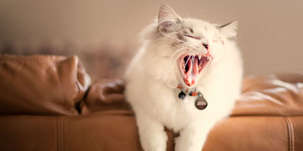Cat Problems Pet Shaming