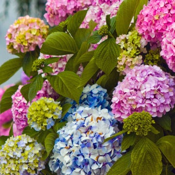 Hydrangeas