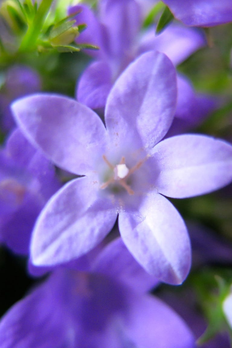 50 pictures of state flowers us state flowers list paper flower stem