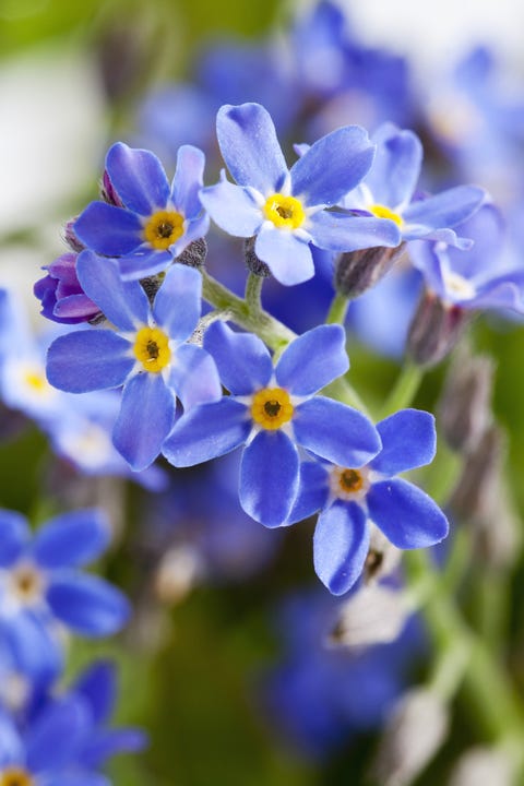 50 pictures of state flowers us state flowers list