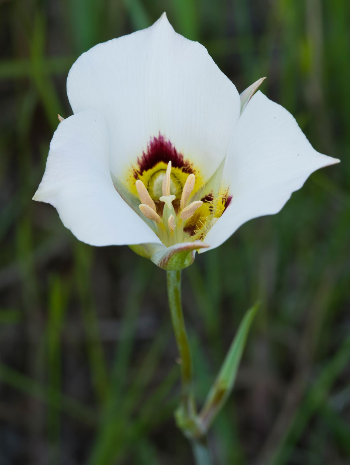 50 Pictures Of State Flowers US State Flowers List   44 Utah Sego Lily 