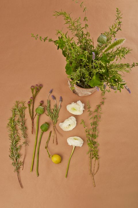 Botany, Plant stem, Herb, Annual plant, Subshrub, Vascular plant, Pedicel, Perennial plant, 