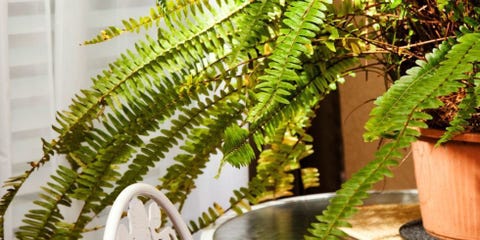 18 Houseplants That Help Purify Your Home's Air