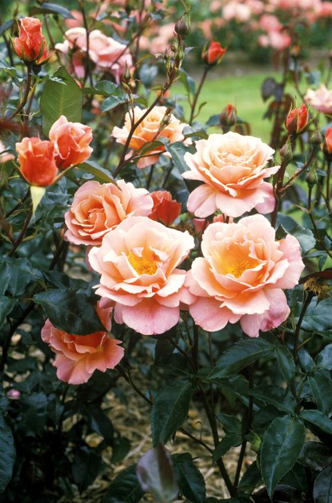 plant, flower, petal, pink, peach, rose family, orange, botany, rose, rose order,