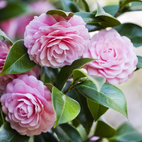 Camellias