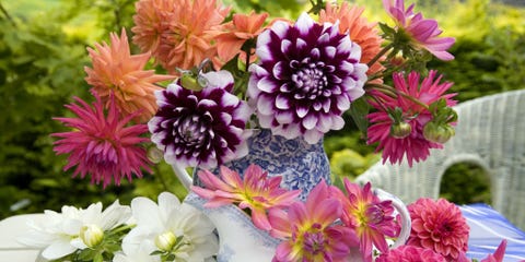 11 Flowers That'll Make Your House So Summery