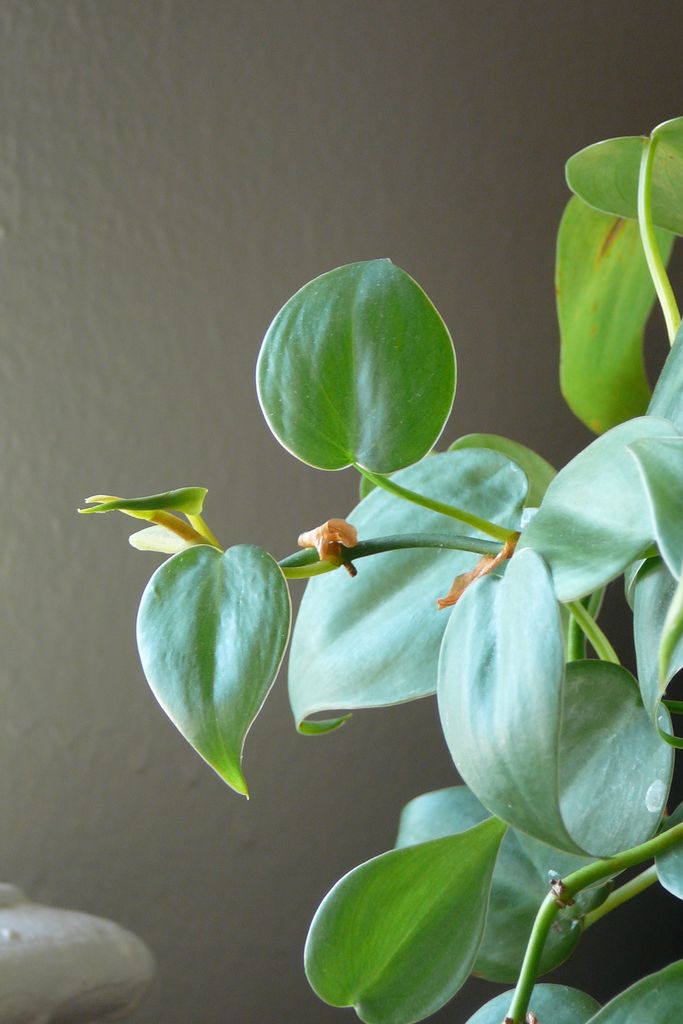 12 Best House Plants Easy Plants to Care For