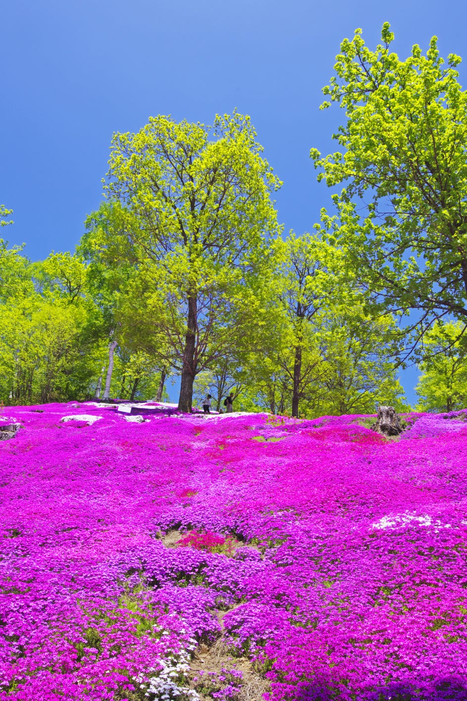 Phlox Japão flox japão