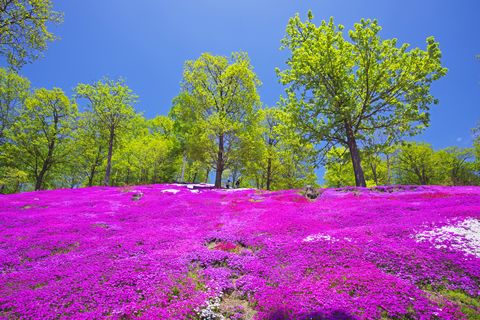 phlox japan