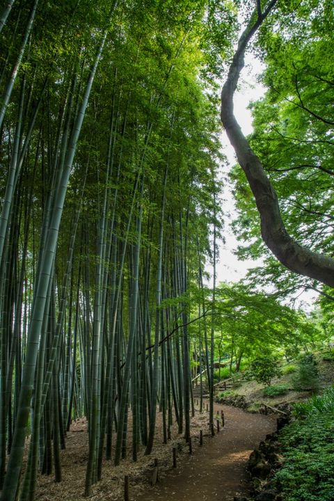 Tonogayato Garden Bamboo