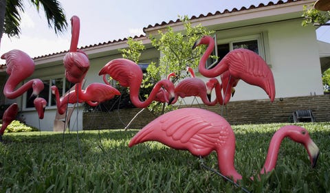 Pink Flamingos Lawn Ornaments Things You Didn T Know About Plastic Image