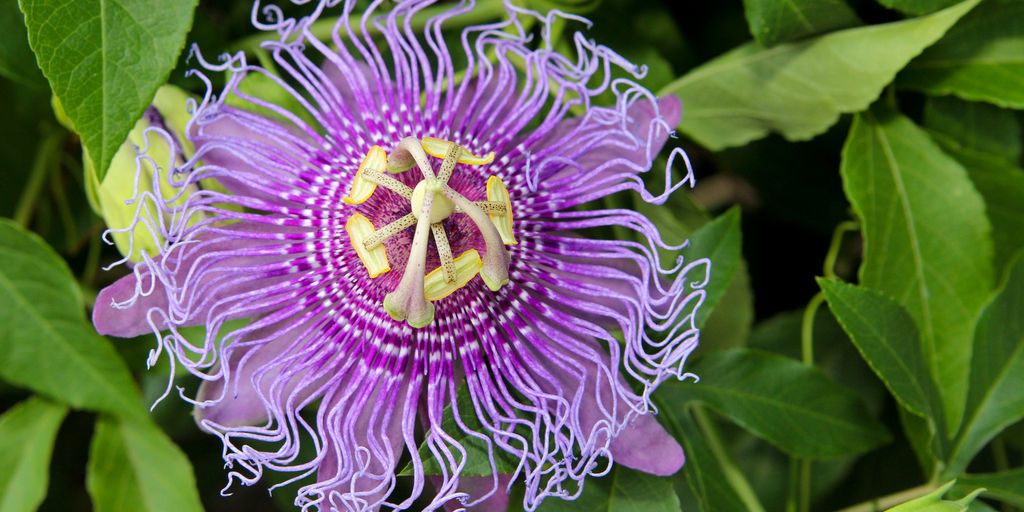 Unusual Flowers - 15 Crazy-Looking Flowers From Around the World