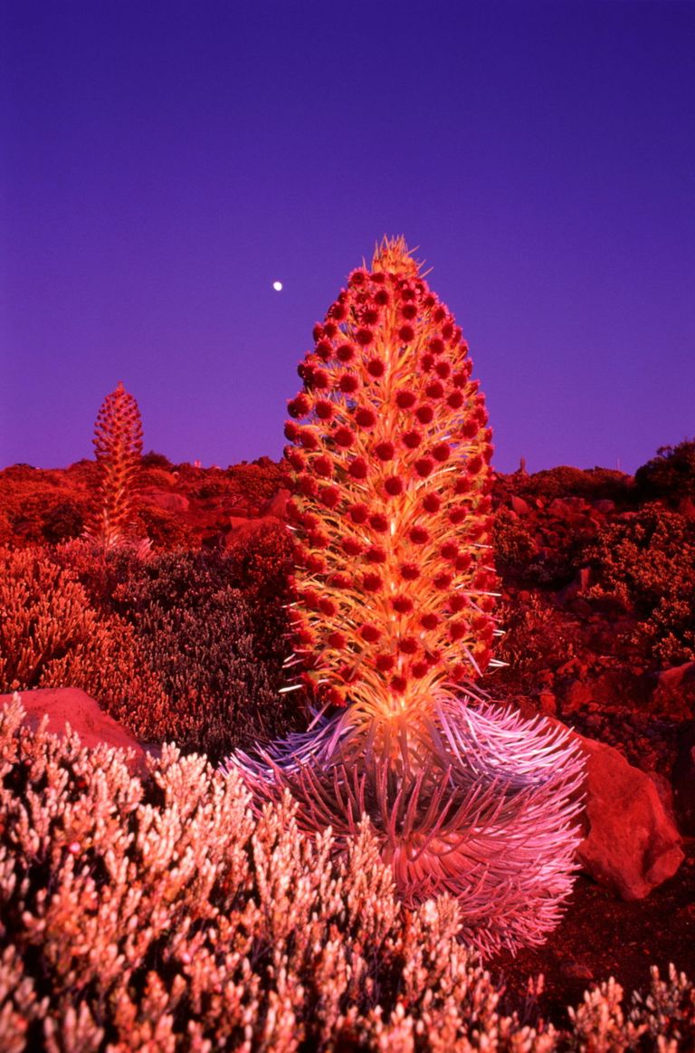 Unusual Flowers 15 CrazyLooking Flowers From Around the World