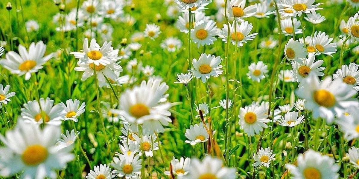 Download Things You Didn T Know About Daisies Daisy Fun Facts