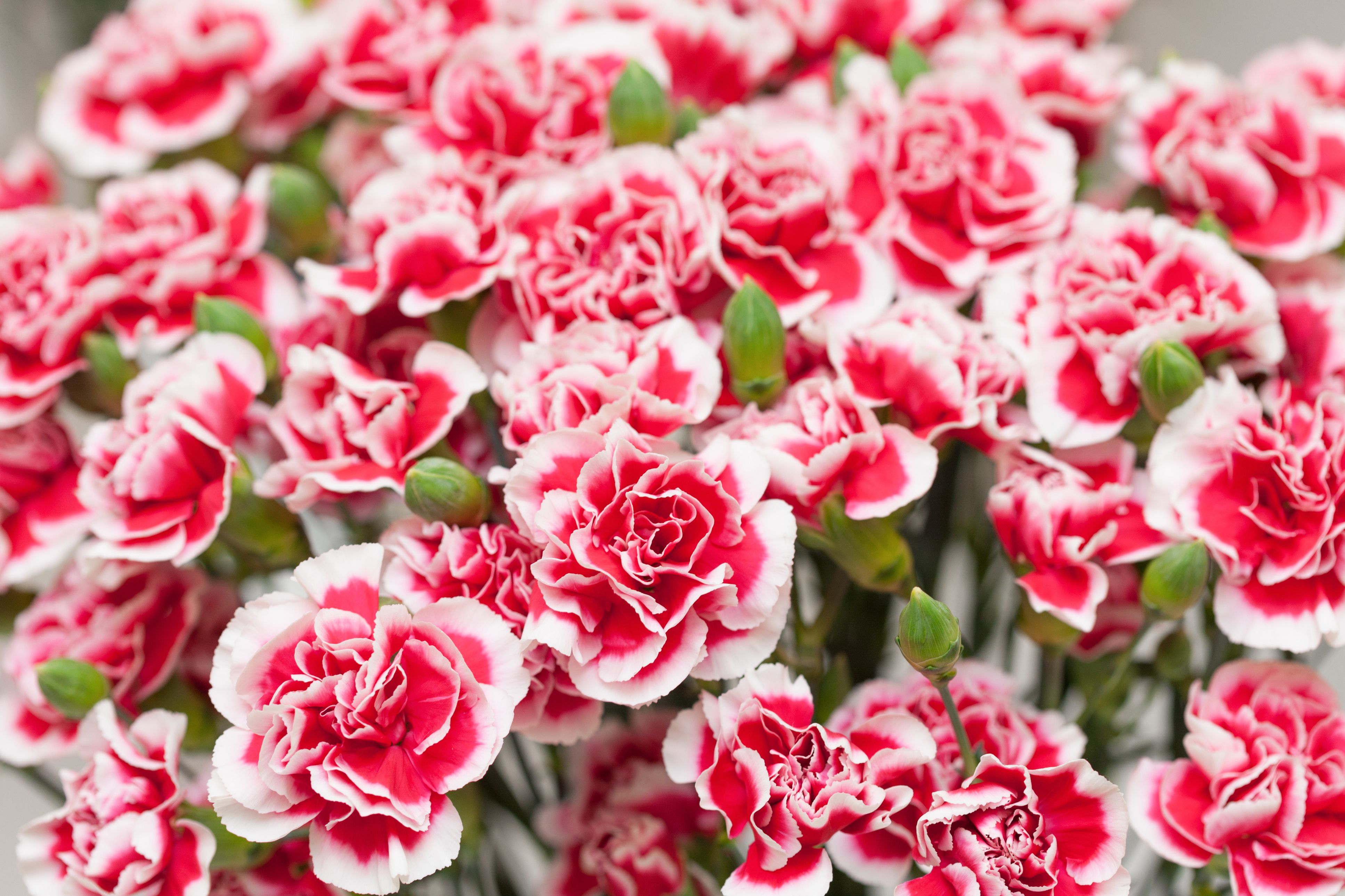 Women's Day-Carnations