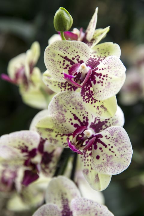 orchid