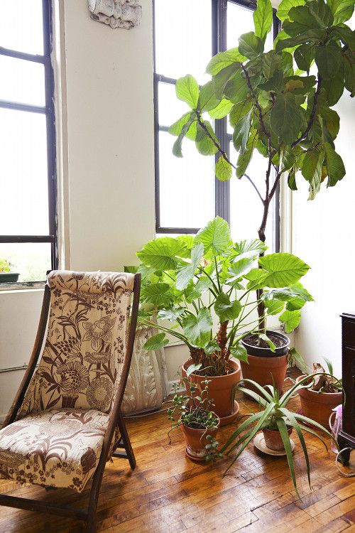 35 Best Indoor Plants Good Inside Plants For Small Space Gardening