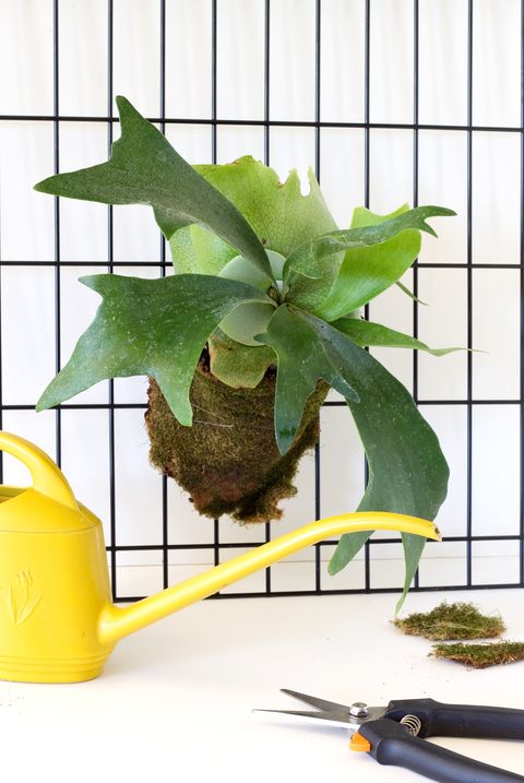 35 Best Indoor  Plants  Good Inside Plants  for Small  Space 